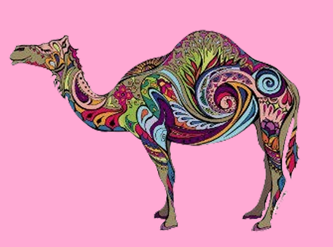 Colorful camel silhouette filled with intricate psychedelic patterns on a pink background.