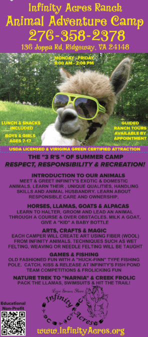 Animal camp flyer with alpaca in sunglasses
