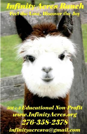 Infinity Acres Ranch promotional alpaca image