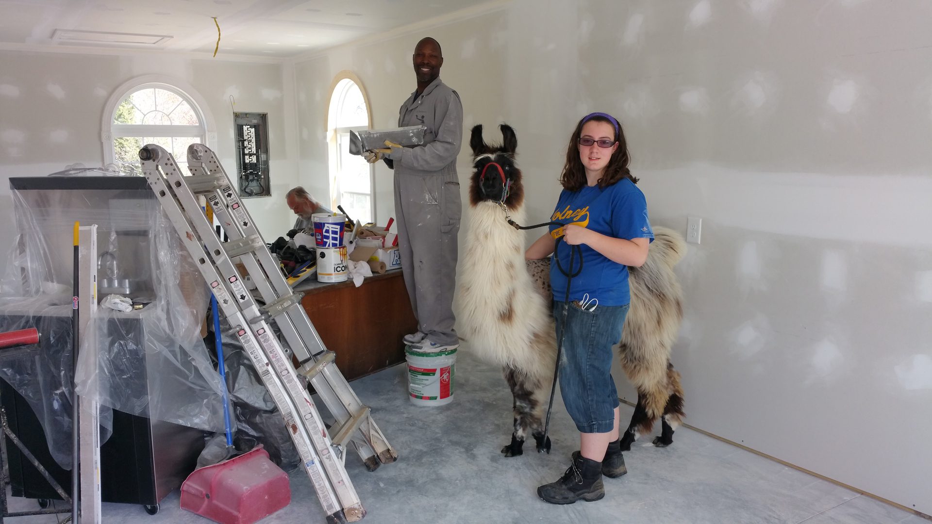 Renovation scene with llama indoors