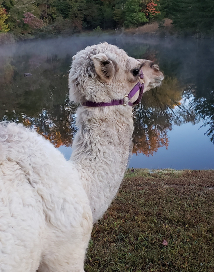 Llama by misty lakeside