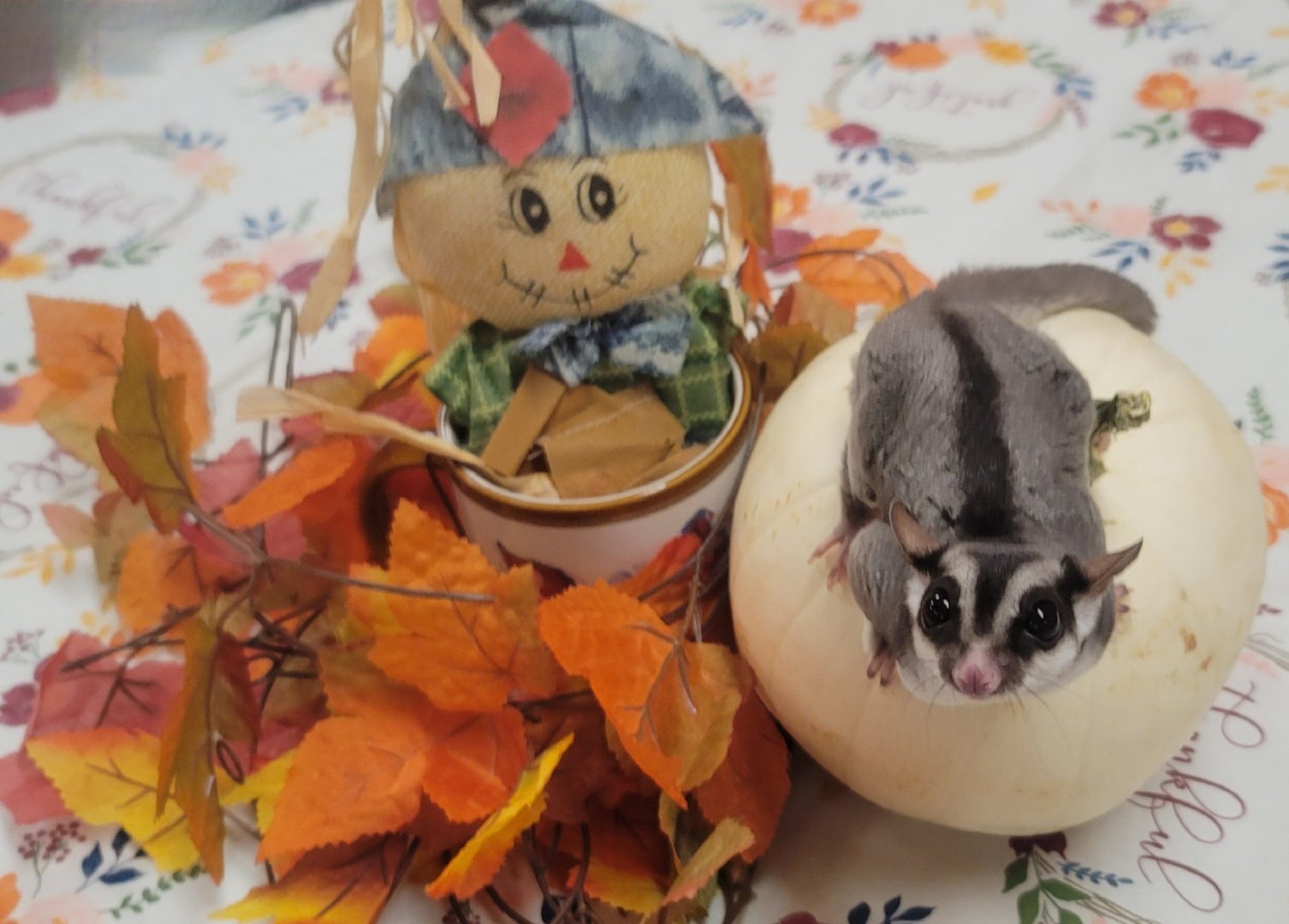 Sugar glider on white pumpkin