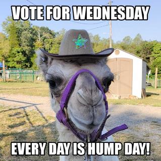 Camel wearing hat with humorous text