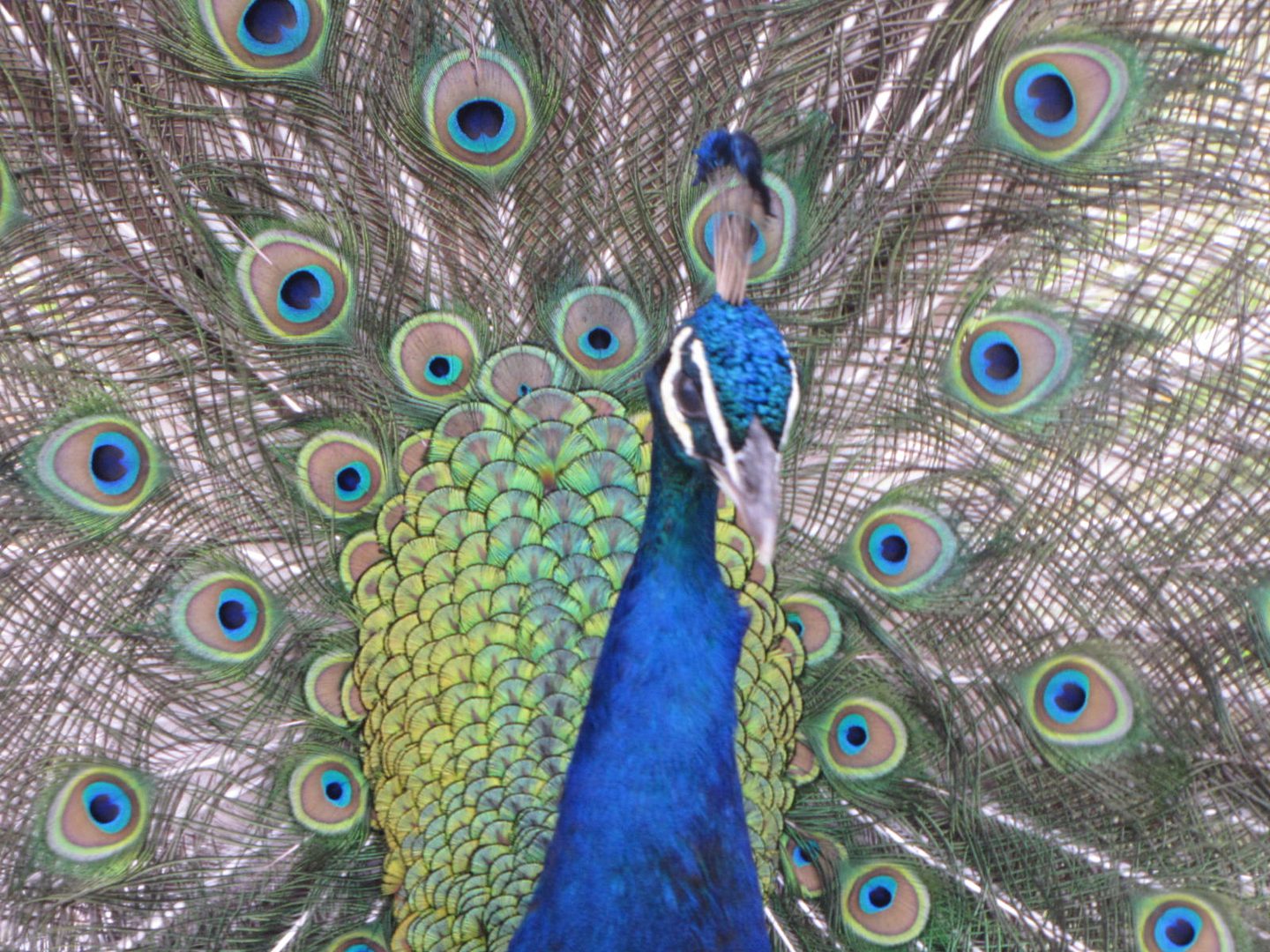 Colorful peacock displaying vibrant plumage