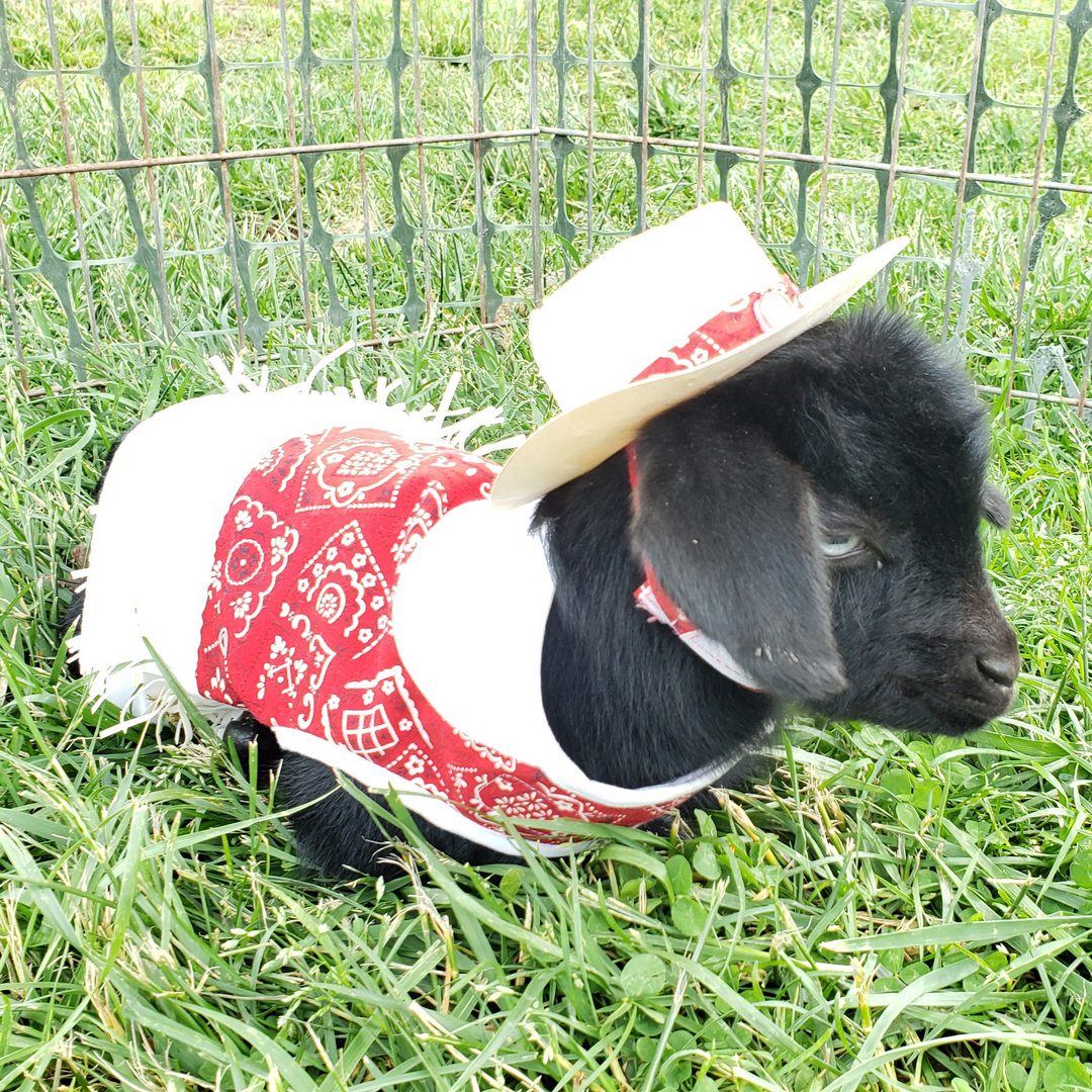 Adorable goat with tiny cowboy hat
