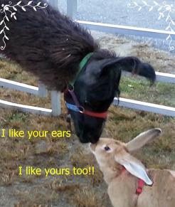 Llama and rabbit bonding moment