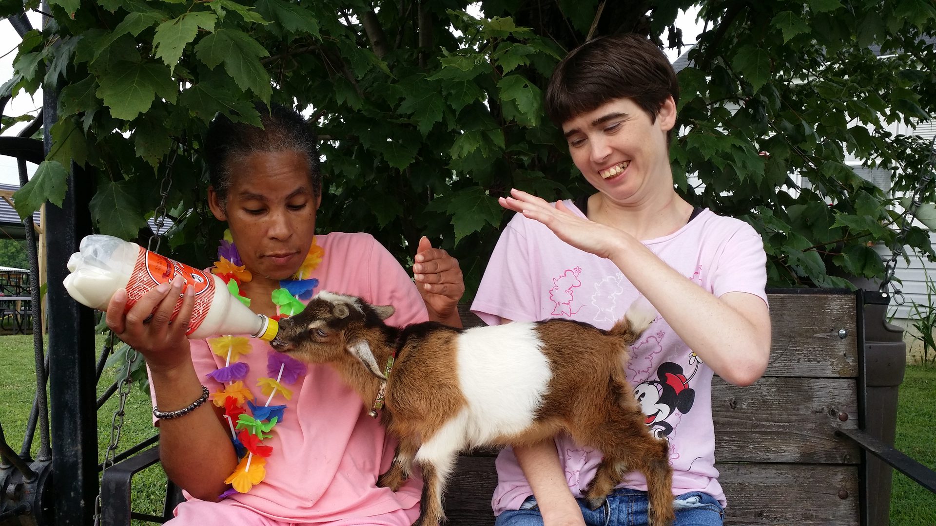 Bottle-fed goat on a bench