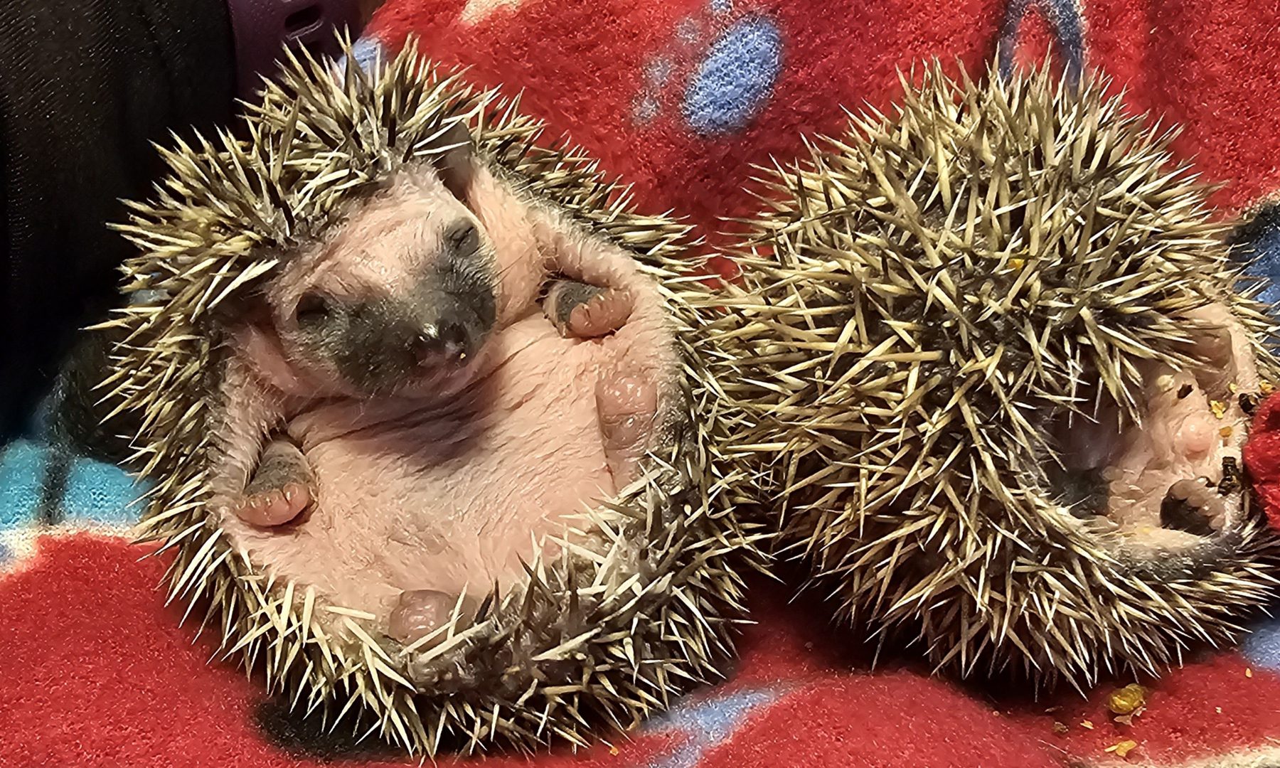 Two hedgehogs curled on a blanket