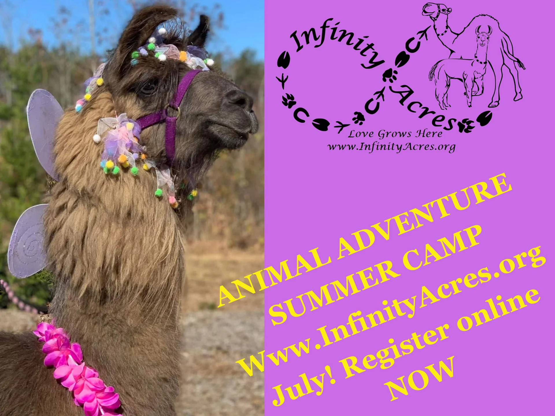 Llama in floral garland for Infinity Acres camp