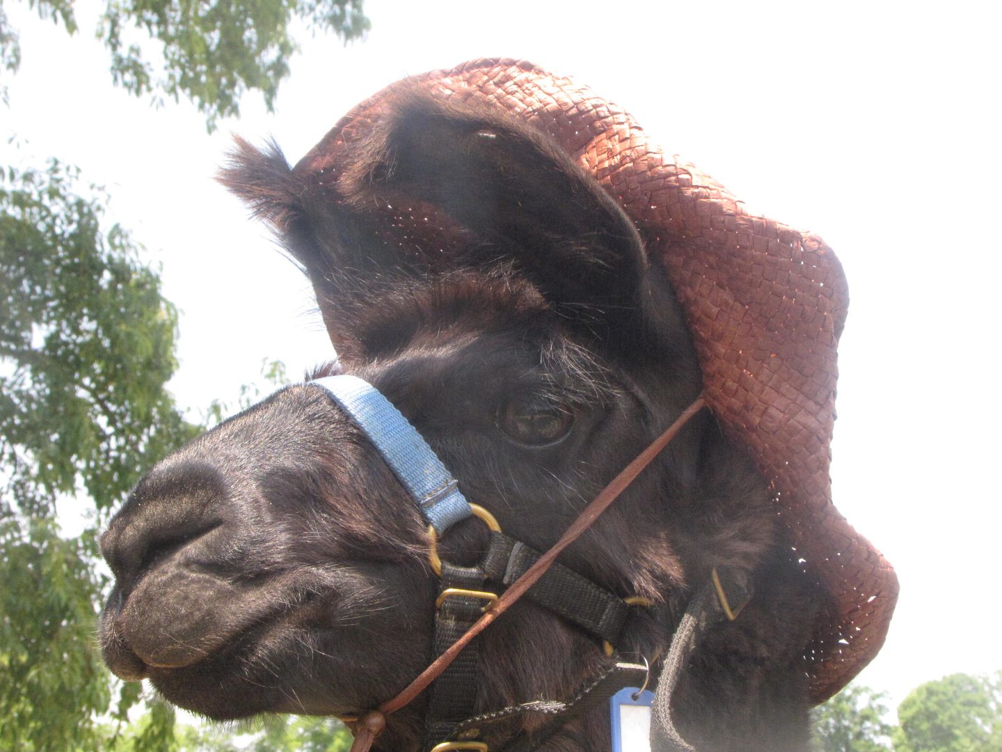 Llama wearing a brown straw hat
