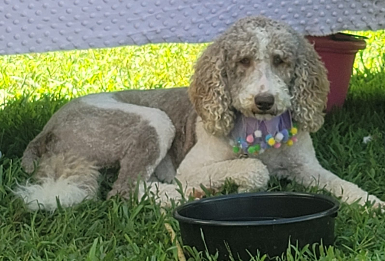 Curly-haired dog with colorful collar