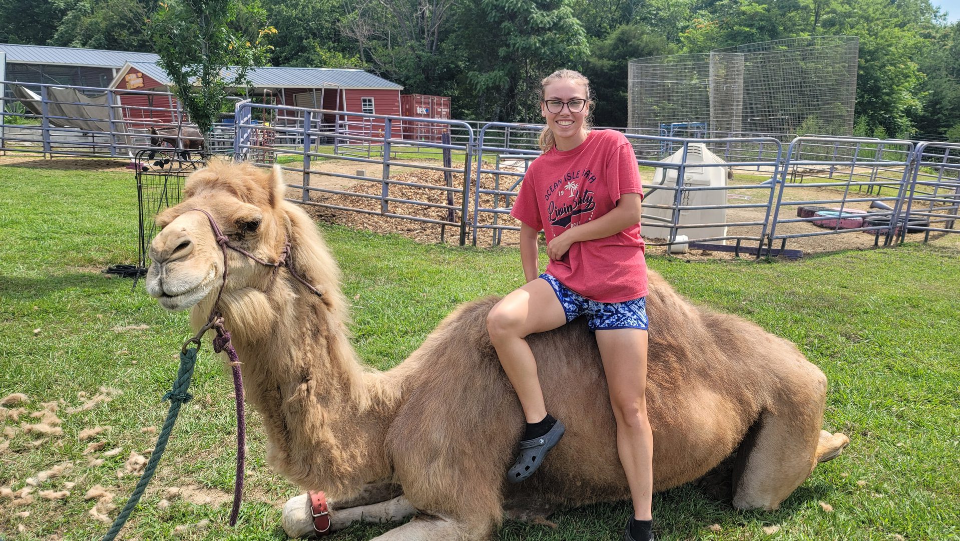 Woman riding camel at petting zoo