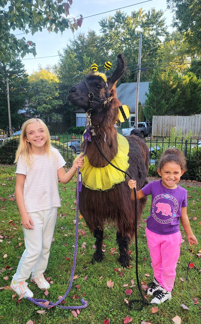 Girls with llama in bee costume