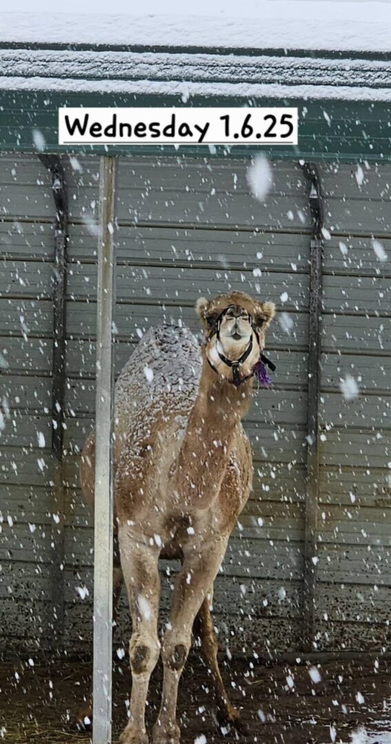 A camel standing in snow with snowflakes falling around.