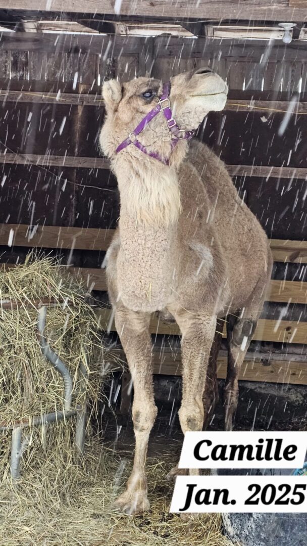 A camel standing in the snow near a hay bale.