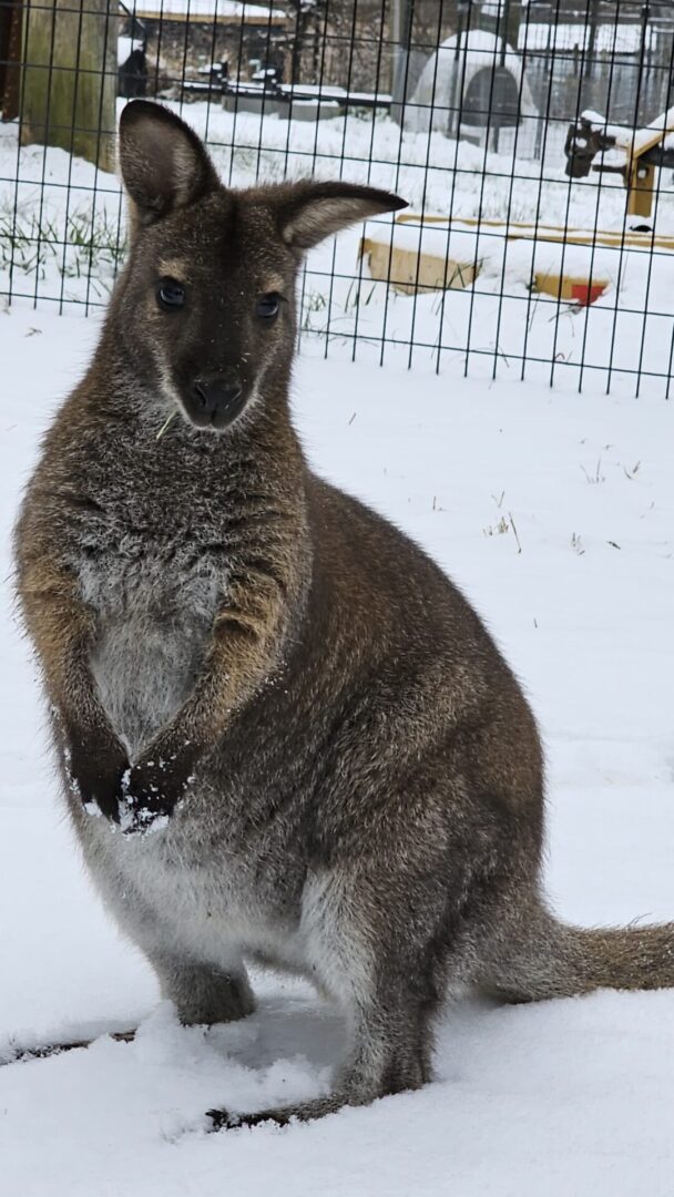 A kangaroo standing on snow near a fence.