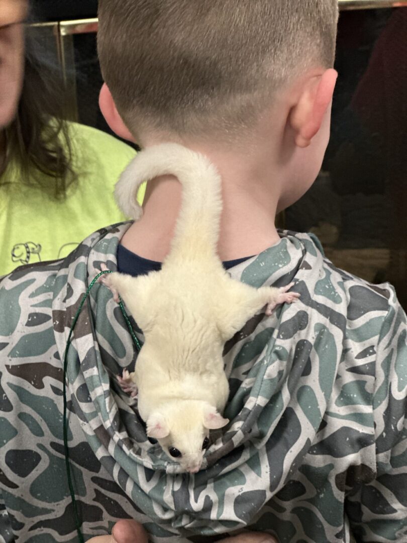 A white ferret climbing on a child's neck and shoulder.
