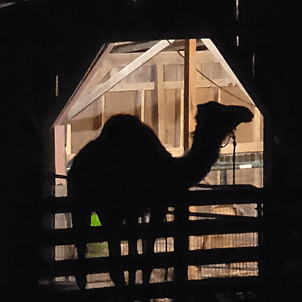 Silhouette of a camel standing near a wooden fence at night.