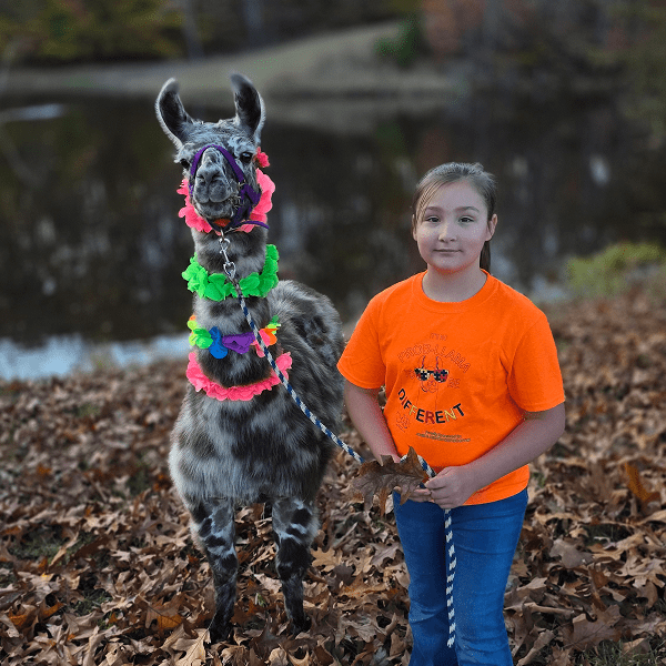 A girl in an orange shirt stands next to a llama with a colorful harness.