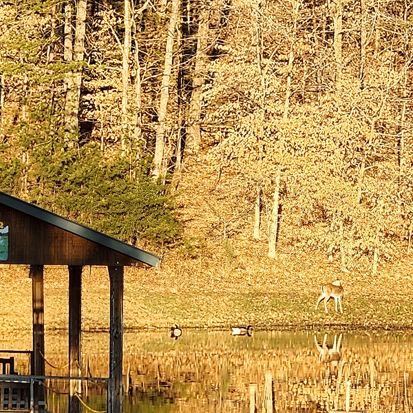 A peaceful lakeside scene with a wooden dock and autumn trees reflected in the water.