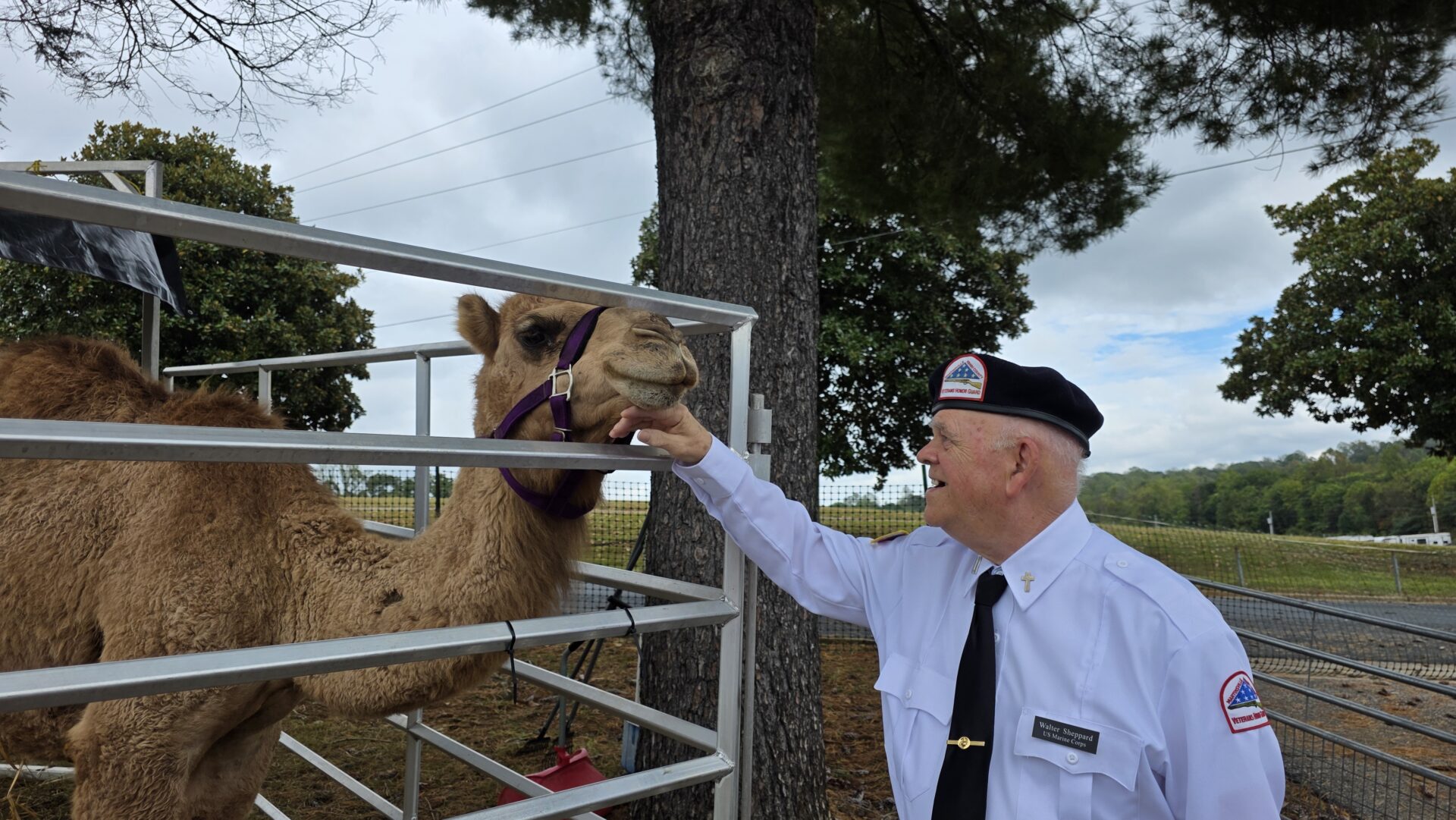 An elderly man feeds a camel through a fence, smiling warmly.