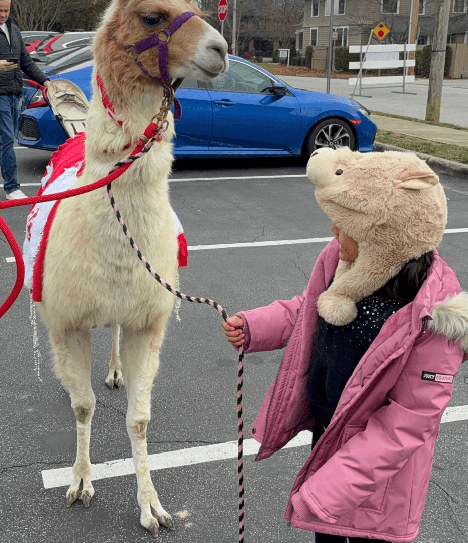 A child in a pink coat meets a white llama on a leash outdoors.