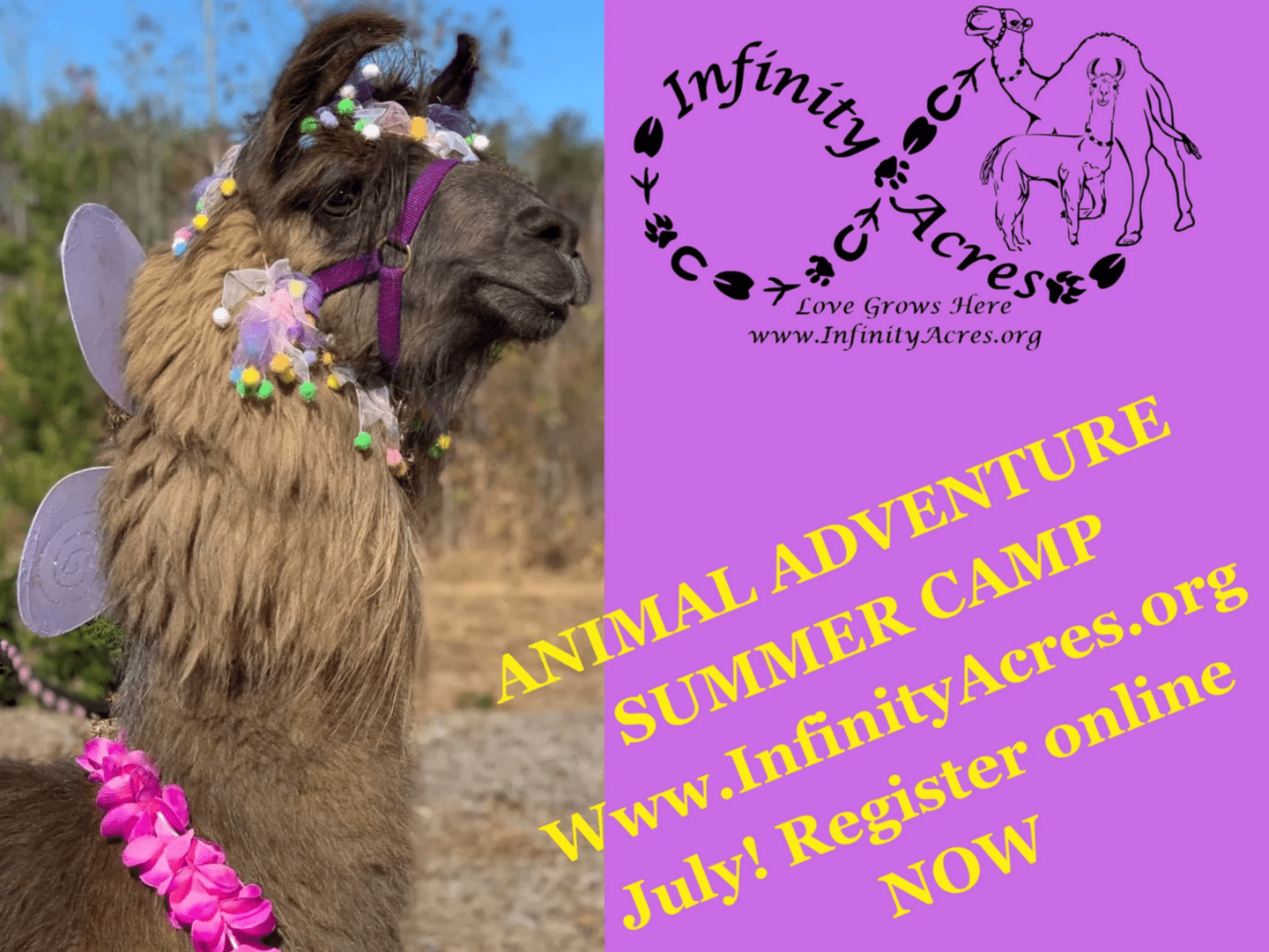 Colorful llama with flower decorations at animal adventure camp.
